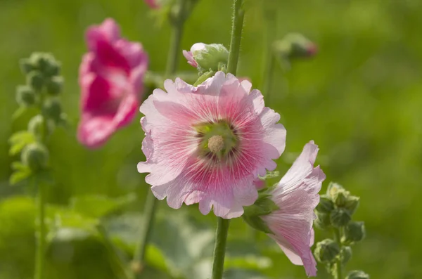 Rózsaszín Mályvarózsa Kertben — Stock Fotó