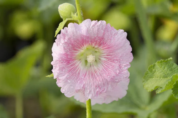 Bahçede Pembe Hollyhock Çiçek — Stok fotoğraf