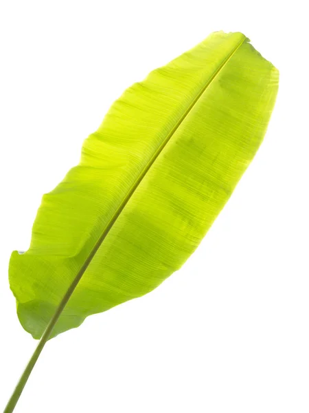 白地に隔離されたバナナの葉 — ストック写真