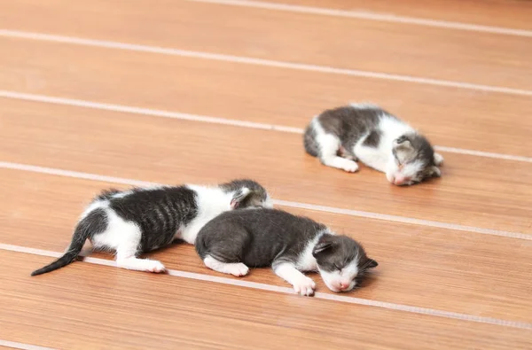 Kittens Sleeping Brown Wooden Floor — Stock Photo, Image