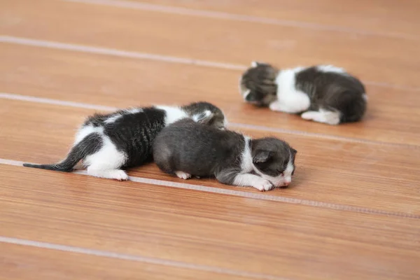 茶色の木の床の上で眠っている子猫 — ストック写真