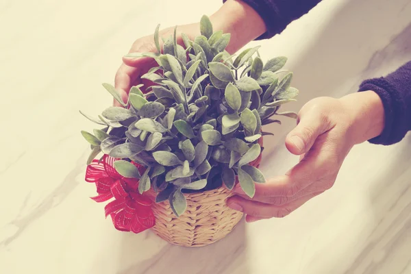 Gift giving,man hand holding plant vase in a gesture of giving o — Stock Photo, Image