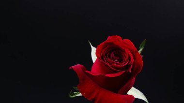 Siyah arka plan üzerine oldukça koyu kırmızı gül