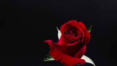 Siyah arka plan üzerine oldukça koyu kırmızı gül