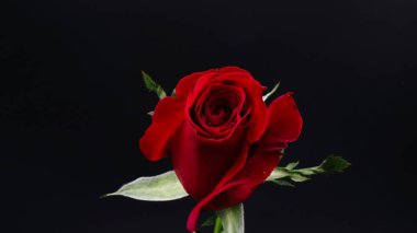 Siyah arka plan üzerine oldukça koyu kırmızı gül