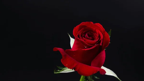 Pretty Dark red rose on black background — Stock Photo, Image