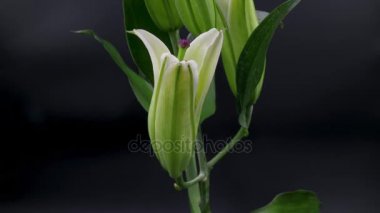 4 k (Uhd siyah arka plan üzerine çiçek açan beyaz Timelapse lily çiçek)