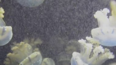 4 k (Uhd su akvaryumda yüzen beyaz mavi ve sarı denizanası)