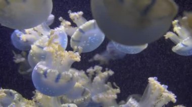 4 k (Uhd su akvaryumda yüzen beyaz mavi ve sarı denizanası)