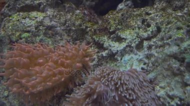 4 k (Uhd su akvaryumda yüzen beyaz mavi ve sarı denizanası)