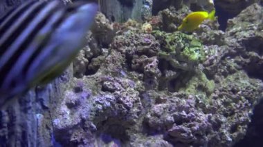 4 k (Uhd su akvaryumda yüzen beyaz mavi ve sarı denizanası)