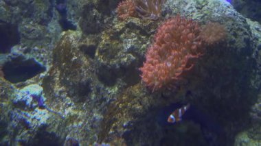 4 k (Uhd su akvaryumda yüzen beyaz mavi ve sarı denizanası)