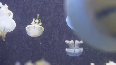 4 k (Uhd su akvaryumda yüzen beyaz mavi ve sarı denizanası)