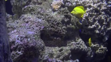 4 k (Uhd su akvaryumda yüzen beyaz mavi ve sarı denizanası)