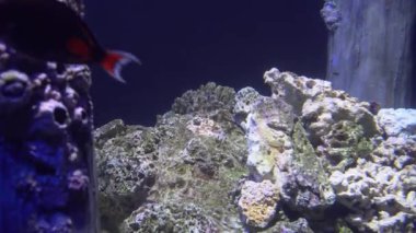 4 k (Uhd su akvaryumda yüzen beyaz mavi ve sarı denizanası)