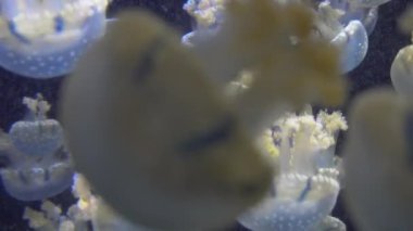 4 k (Uhd su akvaryumda yüzen beyaz mavi ve sarı denizanası)