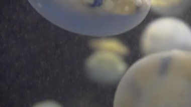 4 k (Uhd su akvaryumda yüzen beyaz mavi ve sarı denizanası)