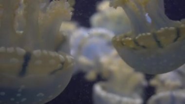 4 k (Uhd su akvaryumda yüzen beyaz mavi ve sarı denizanası)