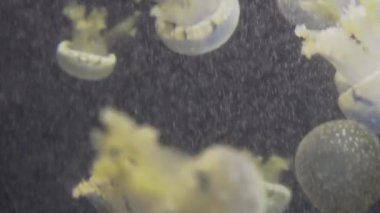 4 k (Uhd su akvaryumda yüzen beyaz mavi ve sarı denizanası)