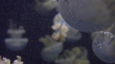 4 k (Uhd su akvaryumda yüzen beyaz mavi ve sarı denizanası)