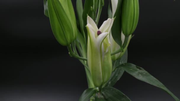 Timelapse of White lily flower blooming on black background in 4K (UHD) — Stock Video