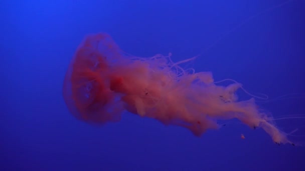 Medusas blancas azules y amarillas flotando en acuario de agua en 4K (UHD ) — Vídeo de stock