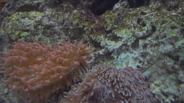 méduses blanches bleues et jaunes flottant dans l'aquarium d'eau en 4K (UHD )