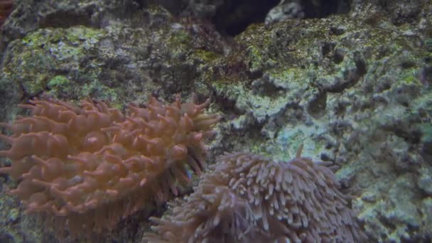 Weiße, blaue und gelbe Quallen schwimmen im Wasseraquarium in 4k (uhd) — Stockvideo