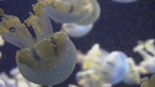 Medusas blancas azules y amarillas flotando en acuario de agua en 4K (UHD ) — Vídeos de Stock