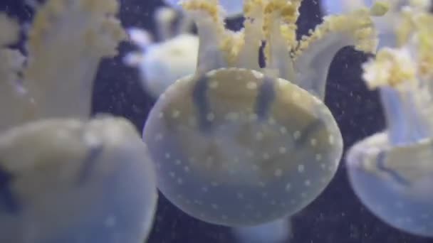 White Blue and yellow jellyfish floating in water aquarium in 4K (UHD) — Stock Video