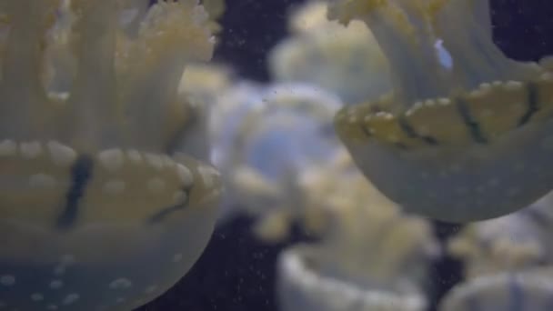 Blå vit och gul maneter som flyter i vatten akvarium i 4k (Uhd) — Stockvideo