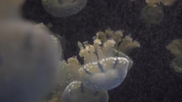 白色蓝色和黄色水母漂浮在水水族馆在 4k (Uhd) — 图库视频影像