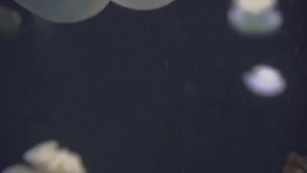 méduses blanches bleues et jaunes flottant dans l'aquarium d'eau en 4K (UHD )