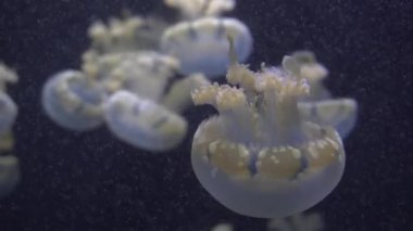 4 k (Uhd su akvaryumda yüzen beyaz mavi ve sarı denizanası)