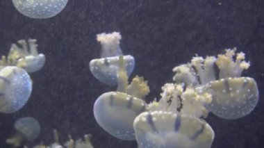 4 k (Uhd su akvaryumda yüzen beyaz mavi ve sarı denizanası)