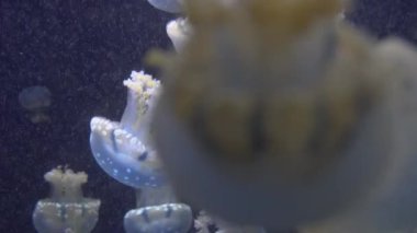 4 k (Uhd su akvaryumda yüzen beyaz mavi ve sarı denizanası)