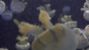 4 k (Uhd su akvaryumda yüzen beyaz mavi ve sarı denizanası)