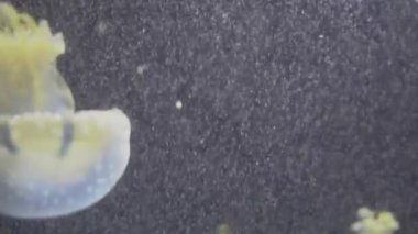 4 k (Uhd su akvaryumda yüzen beyaz mavi ve sarı denizanası)