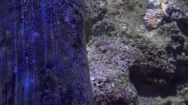 4 k (Uhd su akvaryumda yüzen beyaz mavi ve sarı denizanası)