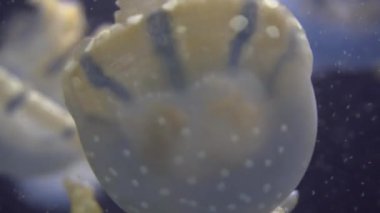 4 k (Uhd su akvaryumda yüzen beyaz mavi ve sarı denizanası)