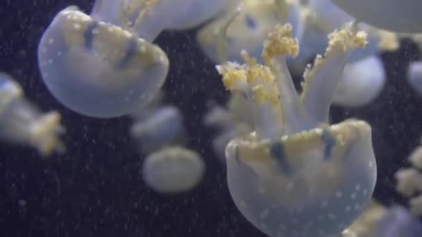 Blauw wit en geel kwallen drijven in water aquarium in 4k (Uhd) — Stockvideo