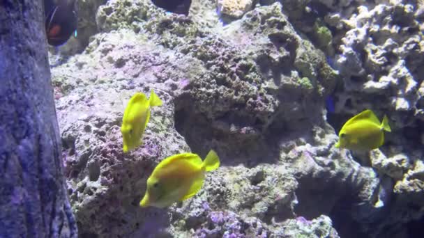 白色蓝色和黄色水母漂浮在水水族馆在 4k (Uhd) — 图库视频影像