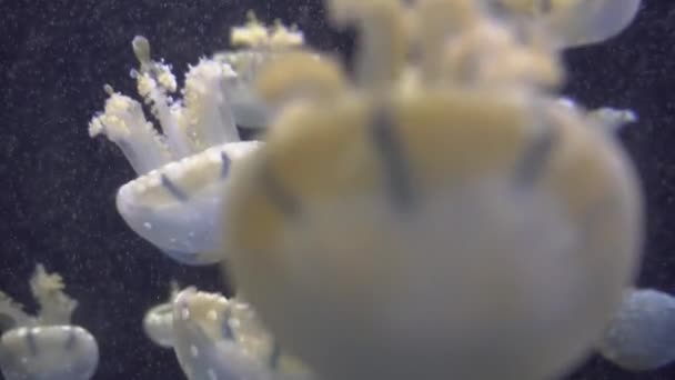 Medusas blancas azules y amarillas flotando en acuario de agua en 4K (UHD ) — Vídeo de stock