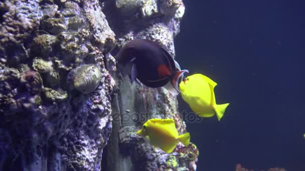 Белая синяя и желтая медузы плавающие в аквариуме воды в 4K (UHD ) — стоковое видео
