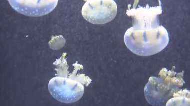 4 k (Uhd su akvaryumda yüzen beyaz mavi ve sarı denizanası)