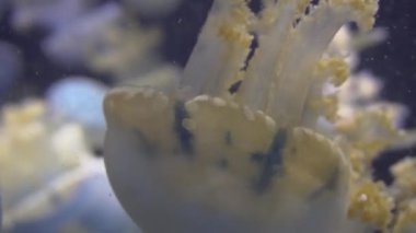 4 k (Uhd su akvaryumda yüzen beyaz mavi ve sarı denizanası)