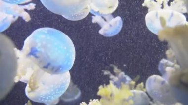 4 k (Uhd su akvaryumda yüzen beyaz mavi ve sarı denizanası)