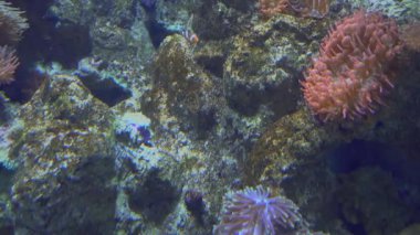 4 k (Uhd su akvaryumda yüzen beyaz mavi ve sarı denizanası)