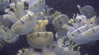 4 k (Uhd su akvaryumda yüzen beyaz mavi ve sarı denizanası)