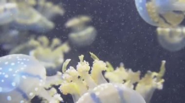 4 k (Uhd su akvaryumda yüzen beyaz mavi ve sarı denizanası)